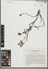 Foto von Salix saxatilis Turcz. ex Ledeb.